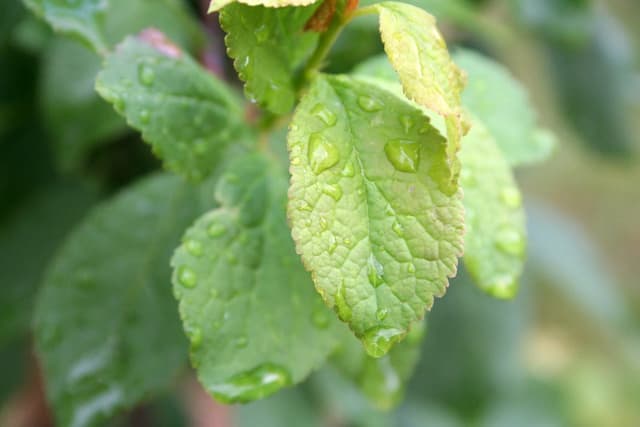 Doğada nasıl “oynamalıyız”?